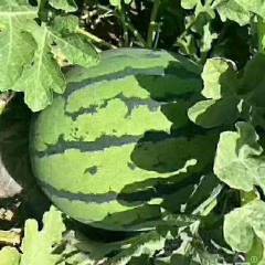 河北清苑京欣西瓜欢迎合作