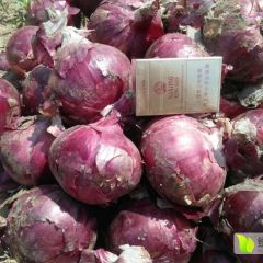 丰县黄皮洋葱大量上市，紫皮球型，二红葱
