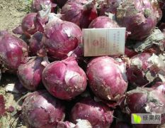 丰县黄皮洋葱大量上市，紫皮球型，二红葱