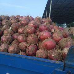 清苑大量红皮样葱和土豆上市需要的联系