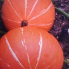 河北玉田黄金瓜，产地直供，瓜行好