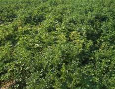 邹城自种露地土豆五十亩，精细种植，科学管理