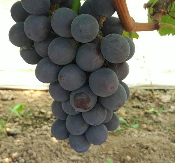 2018年河北饶阳夏黑葡萄价格