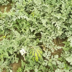 黑美人西瓜 四川遂宁唐家百亩瓜地批发