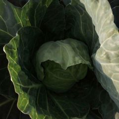 兰州安定高原夏菜品种优良，口感细腻