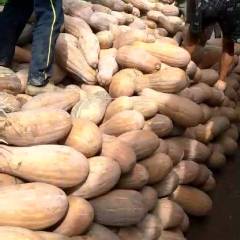 嘉鱼刚刚上金韩密本0.33，各种南瓜都有