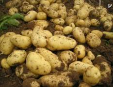 河南通许土豆种植面积大，品种荷兰系列