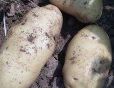 平度今年土豆受冻害产量有所下降品质还行