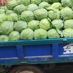 辛集我地是甘蓝基地，种植面积大