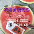 诚信代办凌海全境西瓜