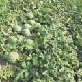 2018通许本地现在有大量冰糖麒麟西瓜
