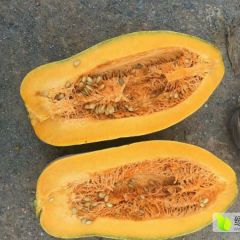 湖北嘉鱼南瓜上市时间6月中旬至8月中旬