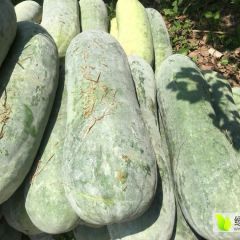 湖北嘉鱼白冬瓜以价格美丽质量第一信誉第一