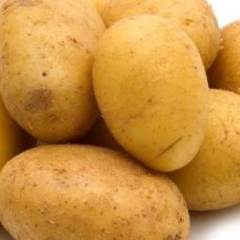 通许万亩优质土豆基地土豆上市