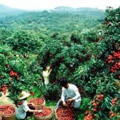 2018深圳荔枝糯米糍10元/斤，预购从速！