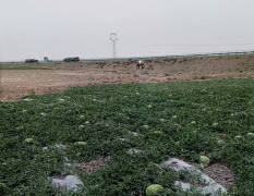 沙坡头西瓜 全宁夏最早上市的硒砂瓜