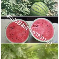 唐山玉田县西瓜主产区，张金良专业实力供应