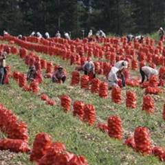 2018南票无公害洋葱种植基地，7月1-7月5日上市