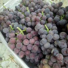 聊城沙镇葡萄正大量上市中，种植面积大