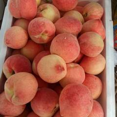 2018乐亭本地有大量露天毛桃油桃即将上市