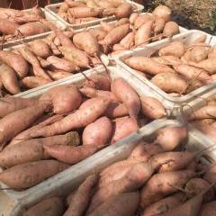 山东金乡龙署九号红薯货源稳定