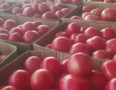 藁城大量西红柿开始上市了，冷棚种植