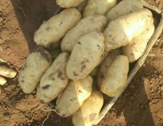 昌邑地区陆地荷兰十五土豆大量陆续上市中
