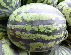盖州每年5到7月大量出产甜王系列西瓜