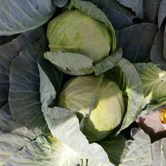 河北省唐山市铁头包菜，供应出口 做工精良