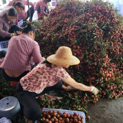 阳西本地高产玉荷包大量上市。果大靓货