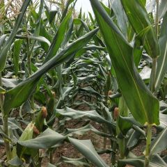 武穴龙坪黄世江鲜玉米