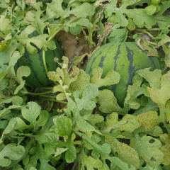 河北博野京欣系列西瓜皮毛好个头大10斤以上