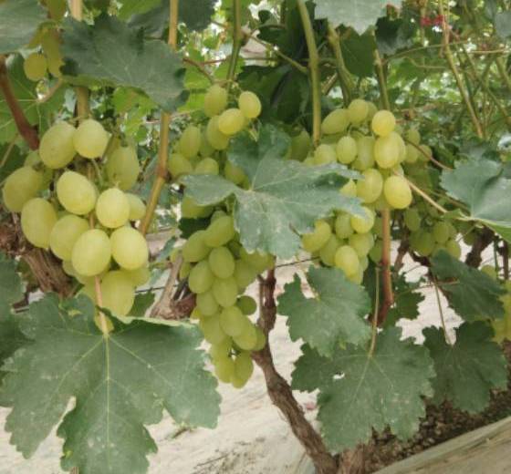 2018年河北广宗维多利亚价格