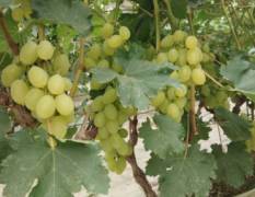 广宗葡萄『维多利亚』葡萄已经成熟上市