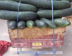 我处是苏北鲁南最大的蔬菜种植基地