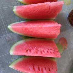 会宁县郭城镇扎子塬村 两万多亩旱砂田硒砂瓜