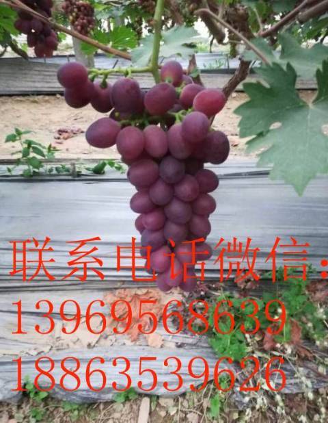 2018年山东东昌府红提价格