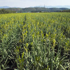 灵宝大量黄花菜上市，大菜小菜都有