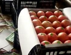 中牟本地西红柿已大量上市，本地西红柿品种多