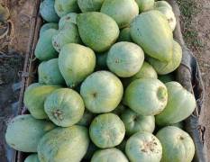 高密郭记甜瓜，坐落于美丽的莫言故乡