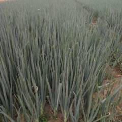 新乐铁杆大葱优良的品质，是你我合作的基础