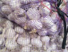 莱城大蒜本处常年种植，生姜，大蒜士豆