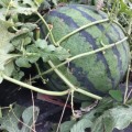 本人长年种植大面积京欣西瓜，品种好
