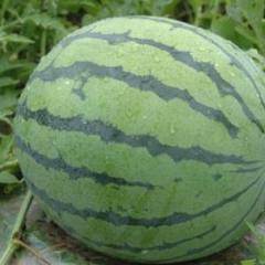 开封西瓜种植面积大，周转期长