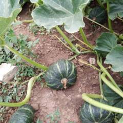 玉田南瓜，产地直供，诚信合作