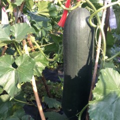 英德冬瓜诚信代理，货源充足黑皮冬瓜