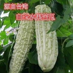 2018袁州苦瓜 白玉水果苦瓜是 台湾农业试验所