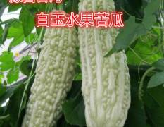 2018袁州苦瓜 白玉水果苦瓜是 台湾农业试验所