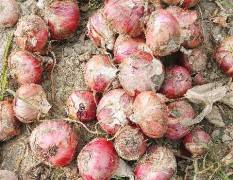 山东牡丹有红皮洋葱20万斤，货源大量减少