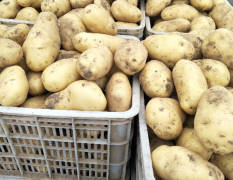 东昌府土豆大量上市中种植面积大质量好
